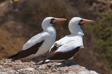 Red-footed booby on Isla de la Plata, Manabi Province, Ecuador, South America

