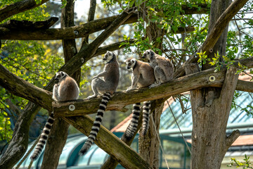 lemur on tree, Schönbrunn Zoo