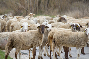 Rebaño de ovejas buscando alimentos en Cocentaina, España