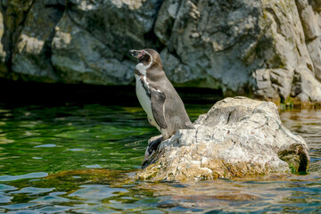 penguins. Schönbrunn Zoo