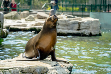 Naklejka premium sea lion on the rocks, Seals. Schönbrunn Zoo