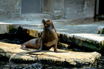 Obraz premium sea lion on the rock, Seals. Schönbrunn Zoo