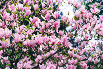 Magnolia Soulange'a Red Lucky beautiful pink magnolia blooms in the garden. selective focus. desktop wallpaper	
