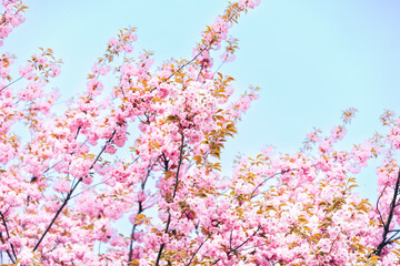 Obraz na płótnie Canvas blooming cherry trees. pink precarous fragrant flowers on a Japanese cherry tree. oriental theme