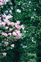 Magnolia Soulange'a Red Lucky beautiful pink magnolia blooms in the garden. selective focus. desktop wallpaper	

