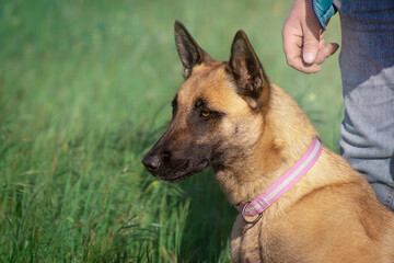 the head of a red dog malinois and the hand of the owner against the background of green grass

