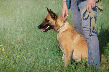 the head of a red dog malinois and the hand of the owner against the background of green grass

