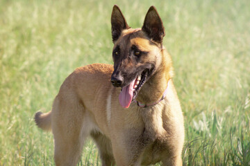 malinois dog, barking, head, open mouth, background, purebred dog

