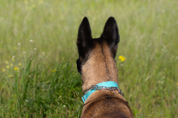 head of a red malinois dog in a blue collar, view from the back, against the background of green grass

