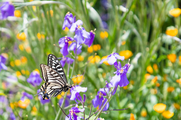 春の花壇で羽を休めるアゲハ蝶