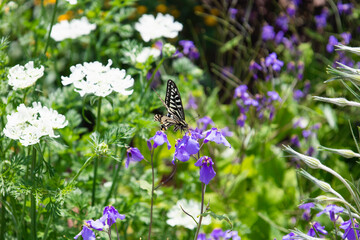 春の花壇で羽を休めるアゲハ蝶