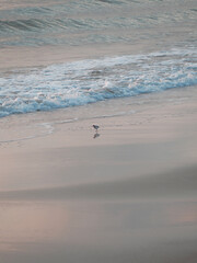 Waves on the beach in the morning. There are few birds wandering around.