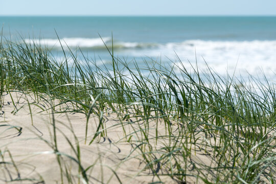 Ile d&rsquo;Ol&eacute;ron (Charente-Maritime, France), dune et oyats au bord de l'oc&eacute;an