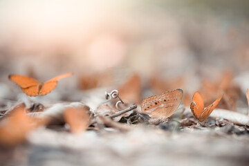 Nature of butterfly and flower in garden using as background butterflies day cover page or banner template brochure landing page wallpaper design