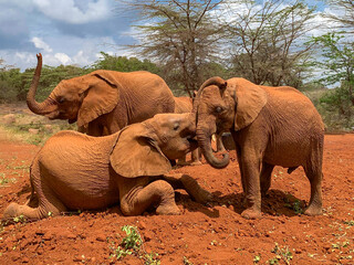 African elephants in the savannah wild. Two elephants hugging their trunks on orange ground in Nairobi national park in Kenya.