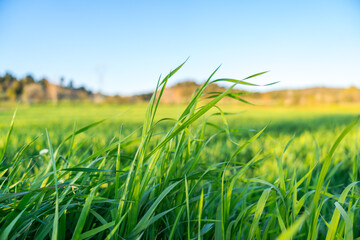 Green wheat field in spring - 600094275