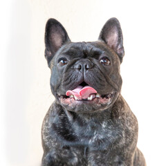 Primo piano di Bouledogue Francese Bringee 