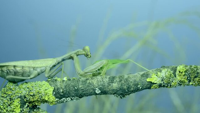 Slow motion, Impudent green grasshopper approaches female Transcaucasian tree mantis (Hierodula transcaucasica), she attacks him unsuccessfully, then grabs and eats him.