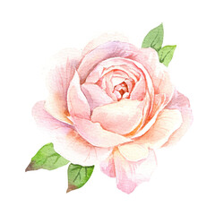 Watercolor illustration hand drawn. Pink rose on a white background