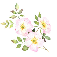 Watercolor illustration. Rosehip brahch isolated on a white background