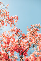 ピンクのツツジ