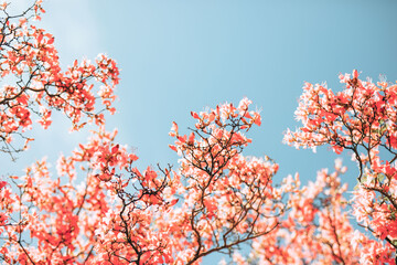 ピンクのツツジ