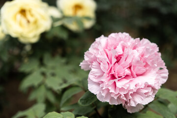 Softly blooming pink peony