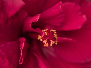 close-up macro of red hibiscus flower