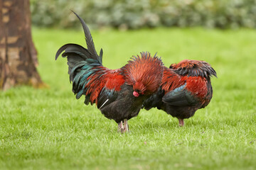 Two red roosters cleaning feathers