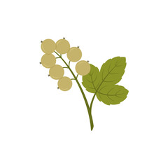 White currant isolated on white background. Branch with berries. Vector illustration.	