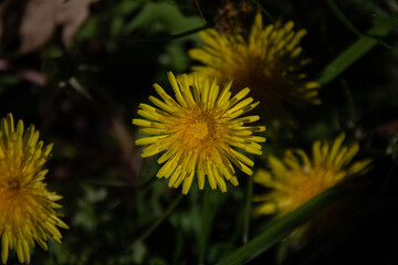 yellow dandelion flower