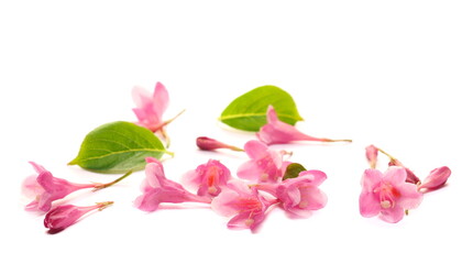 Garden pink flowers twig isolated on white