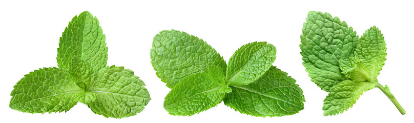 Collection of fresh mint leaves cut out - obrazy, fototapety, plakaty