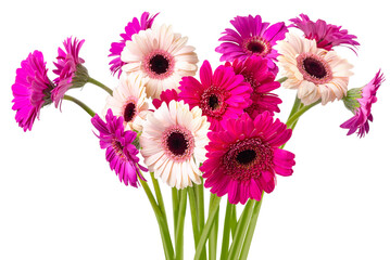 PNG, Multi-colored gerberas on legs. Isolate 