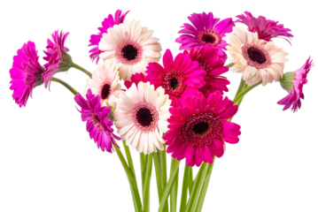 PNG, Multi-colored gerberas on legs. Isolate 
