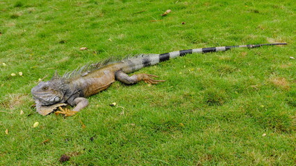 Iguana in Parque Seminario in Guayaquil, Guayas Province, Ecuador, South America

