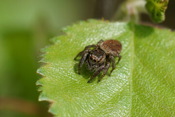 Closeup on a small cute brown jumping spider, Dendryphantes rudis