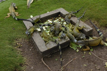 Feeding of Iguanas in Parque Seminario in Guayaquil, Guayas Province, Ecuador, South America, 