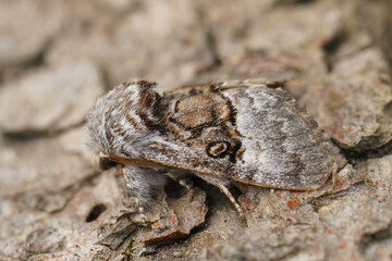 Closeup on a fresh emerged Nut-tree Tussock moth, Colocasia coryli sitting on wood
