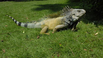 Iguana in Parque Seminario in Guayaquil, Guayas Province, Ecuador, South America
