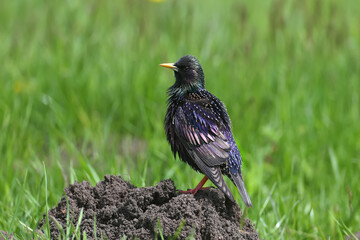 An adult common starling in breeding plumage is shot close-up walking through the bright green grass