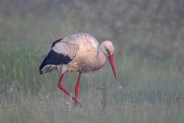 A male and female white stork is filmed in misty morning light on green grass. Birds collect large earthworms from the ground and deftly eat them.