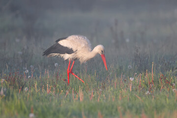 A male and female white stork is filmed in misty morning light on green grass. Birds collect large earthworms from the ground and deftly eat them.