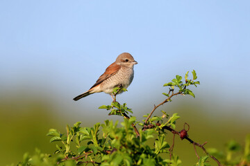 Male and female red-backed shrike (Lanius collurio) close-up on a wild rose bush against a bright sky and blurred grass. Identifiers are clearly visible