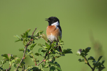 Close-up photograph of a male European stonechat (Saxicola rubicola) on a bright green rosehip bush against a blurred background. soft morning light