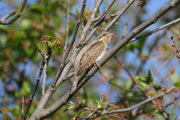 Male Eurasian wryneck or northern wryneck (Jynx torquilla) shot on a tree close-up in soft morning light