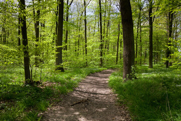 Fototapeta na wymiar Spring path in the forest.