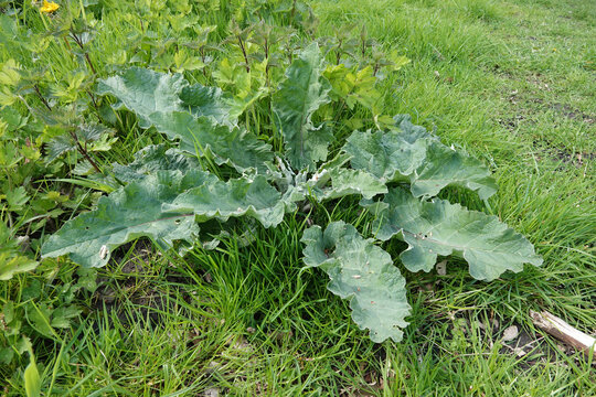 Closeup on the emerging fresh leaves of the common lesser burdock or cuckoo-button, Arctium minus