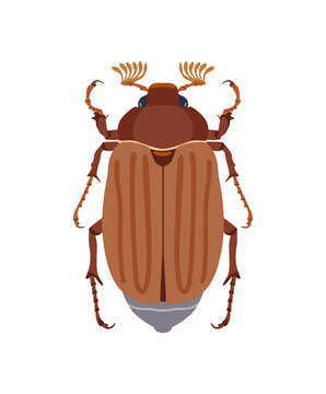 Chafer, May beetle. Vector illustration in cartoon style isolated on white background.