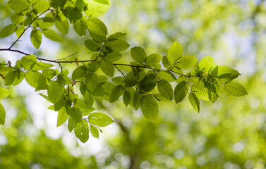 Fototapeta na wymiar Green leaves on a sunny day.